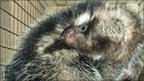 African crested rat (Margaret Kinnaird)
